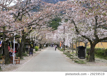 Akitsuki Sakura Akitsuki Sakura 29259519