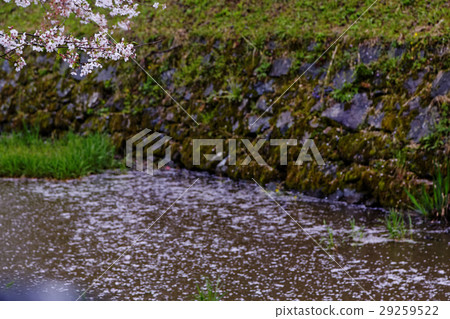 Akitsuki Sakura Akitsuki Sakura 29259522
