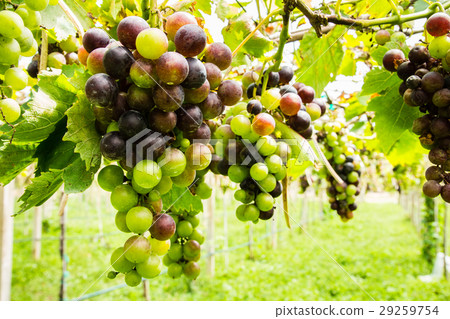 Black grapes in vineyard before harvest 29259754
