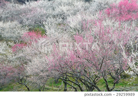 Bairin - Takao Umezo (Kinoshita Bairin) 29259989