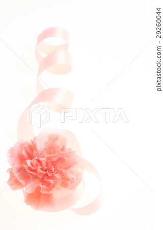 Carnation and Ribbon Kurukuru 29260044
