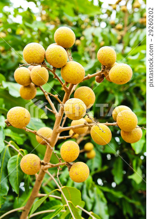 Longan on the green tree 29260202
