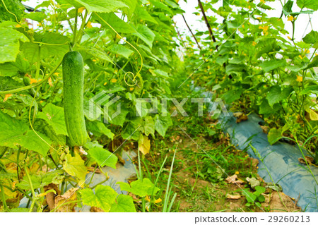 Cucumber on tree in the garden 29260213