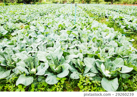 cauliflower plant, cabbage in vegetable garden cauliflower plant, cabbage in vegetable garden 29260239