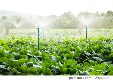 sprinkler irrigation in cauliflower field 29260240