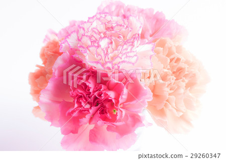 Carnation  29260347