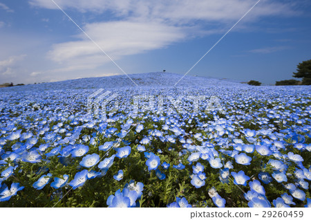 Nemophila 29260459