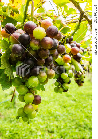 Black grapes in vineyard before harvest Black grapes in vineyard before harvest 29260614