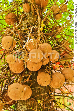 Fruit Ball on Salavan tree Fruit Ball on Salavan tree 29260771