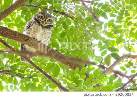 Spotted Owlet (Athene Brama) is on the tree. 29260824