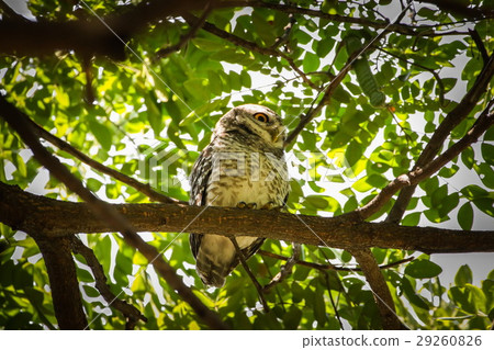 Spotted Owlet (Athene Brama) is on the tree. 29260826