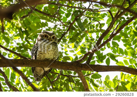 Spotted Owlet (Athene Brama) is on the tree. 29260828