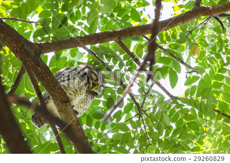 Spotted Owlet (Athene Brama) is on the tree. 29260829