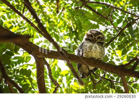 Spotted Owlet (Athene Brama) is on the tree. Spotted Owlet (Athene Brama) is on the tree. 29260830