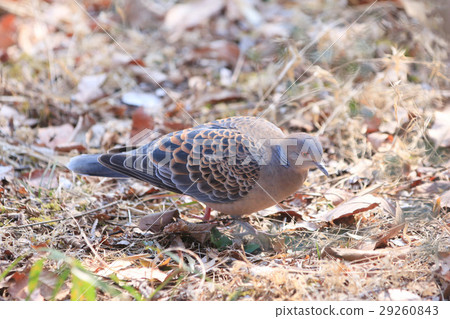 斑鳩 29260843