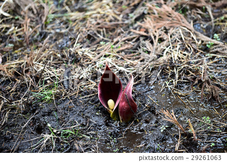 禪宗冥想植物 29261063