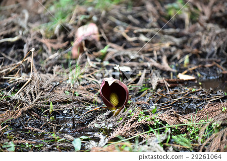 禪宗冥想植物 29261064