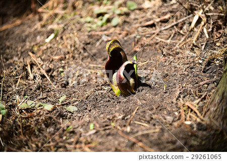 Zen meditation plants 29261065