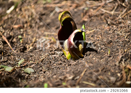禪宗冥想植物 禪宗冥想植物 29261066