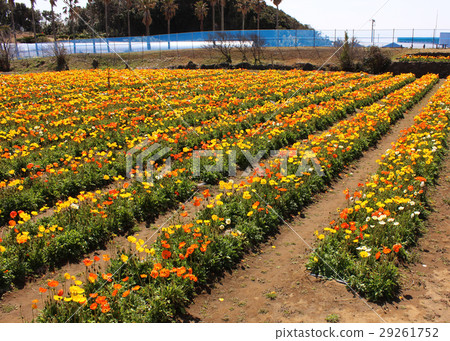 Tateyama Family Park with poppies in full bloom (3) Tateyama Family Park with poppies in full bloom (3) 29261752