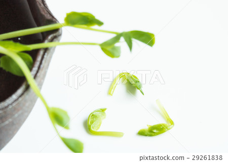 Recycling of bean seedlings Recycling of bean seedlings 29261838