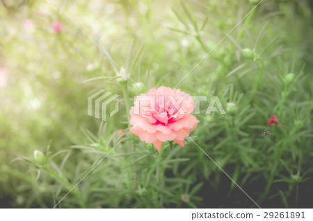 Beauty of pussley flower or Moss Rose Beauty of pussley flower or Moss Rose 29261891
