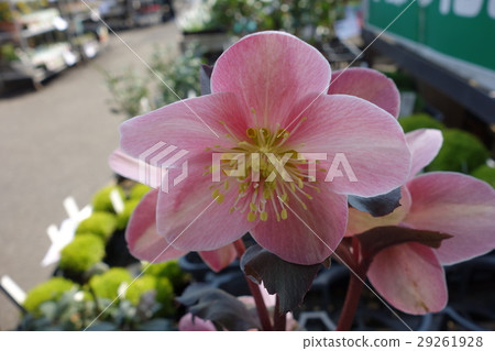 聖誕節玫瑰色花桃紅色霜 聖誕節玫瑰色花桃紅色霜 29261928