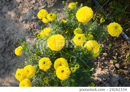 Marigolds flower 29262334