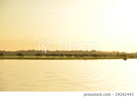 buffalo and rive sunset buffalo and rive sunset 29262443