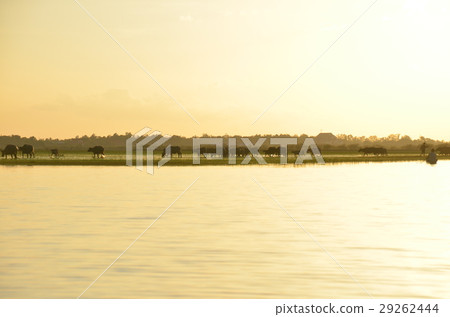 buffalo and rive sunset 29262444