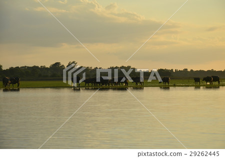 buffalo and rive sunset 29262445