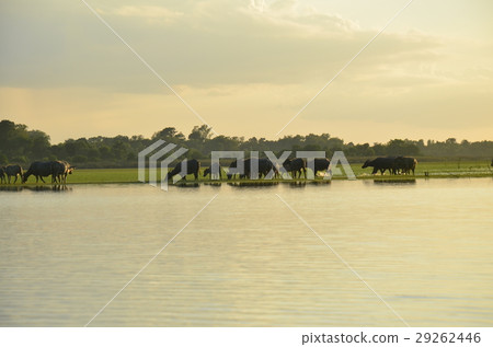 buffalo and rive sunset buffalo and rive sunset 29262446