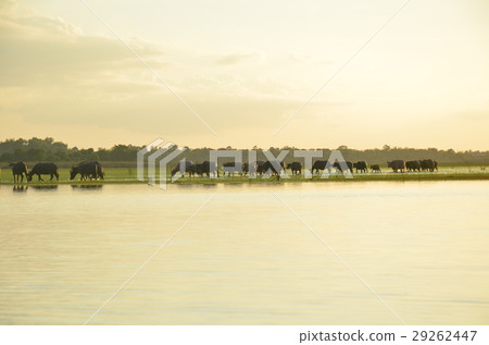 buffalo and rive sunset buffalo and rive sunset 29262447