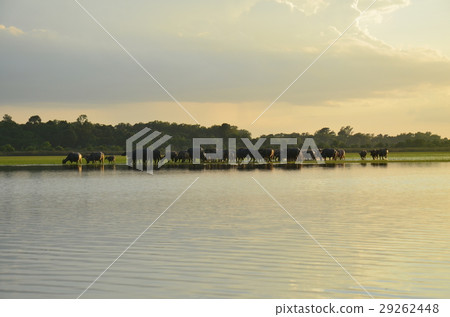 buffalo and rive sunset buffalo and rive sunset 29262448