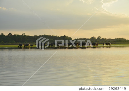 buffalo and rive sunset buffalo and rive sunset 29262449