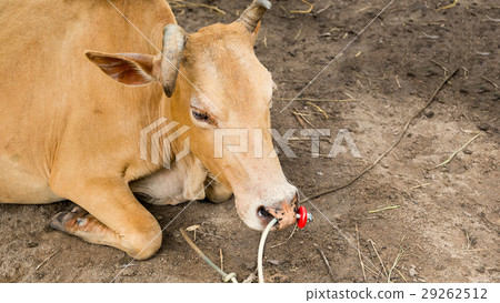 Bull fighter lying on the ground, Cow fighter 29262512