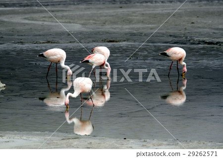 Flamingo of Atacama 29262571