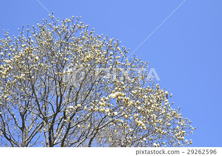 Haku Mokuren (Shiraki Ren) Haku Mokuren (Shiraki Ren) 29262596