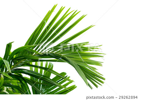 Green leaf of palm tree isolated on white Green leaf of palm tree isolated on white 29262894