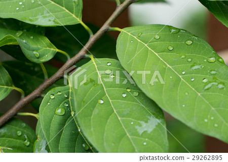 Fresh custard apple leaf background Fresh custard apple leaf background 29262895