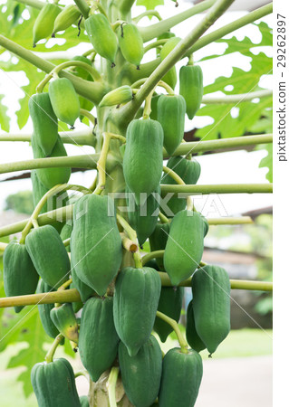 papaya tree with fruits. 29262897