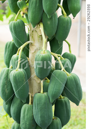 papaya tree with fruits. papaya tree with fruits. 29262898