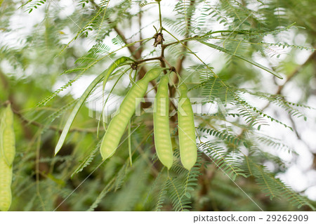 Leucaena leucocepphala Leucaena leucocepphala 29262909