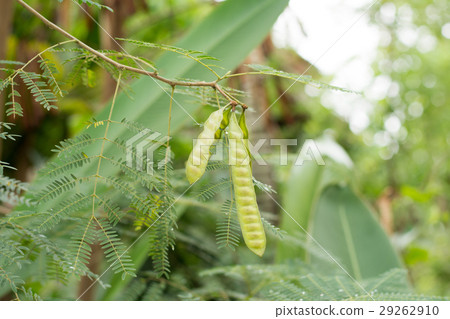 Leucaena leucocepphala Leucaena leucocepphala 29262910