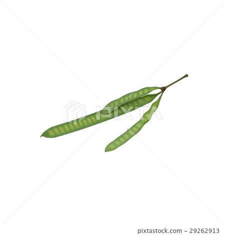 Leucaena Leucocephala isolated on white 29262913