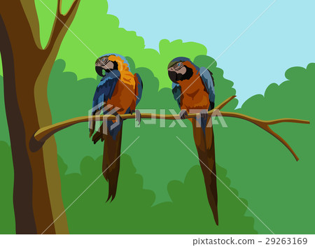Macaws Vector 29263169