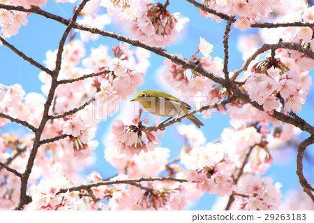 Spring image 29263183