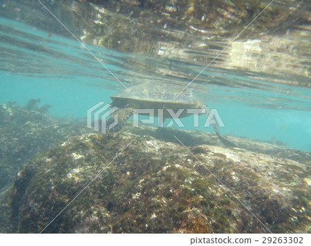Hawaiian sea turtle 29263302