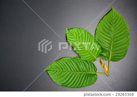 Mitragyna speciosa or Kratom leaves 29263308