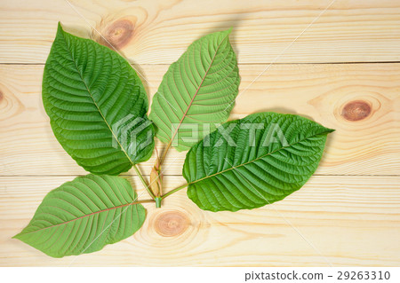 Mitragyna speciosa or Kratom leaves Mitragyna speciosa or Kratom leaves 29263310